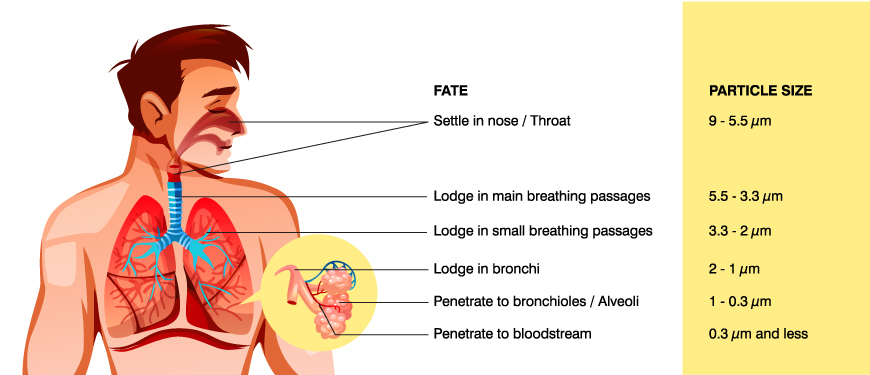 particulate matter in respiratory system